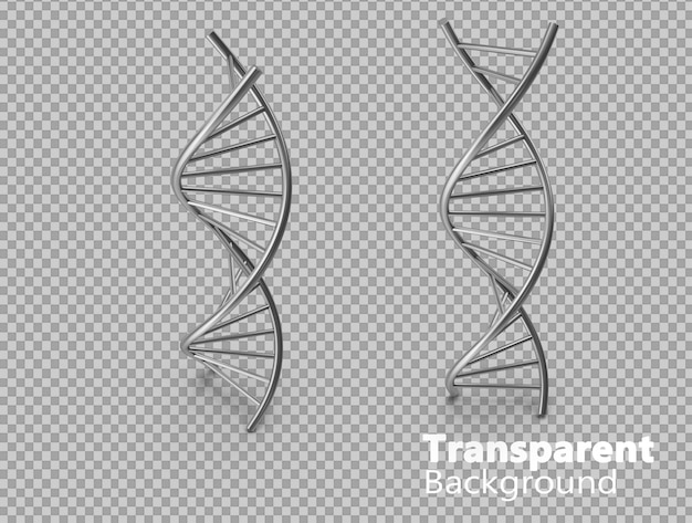 DNA chain on transparent background