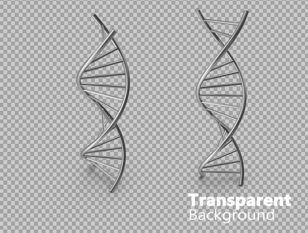 Catena di dna su sfondo trasparente