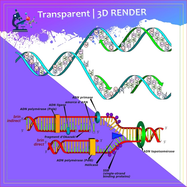 dna rna biochemistry molecules structure protein nucleic acid micro biology medical science