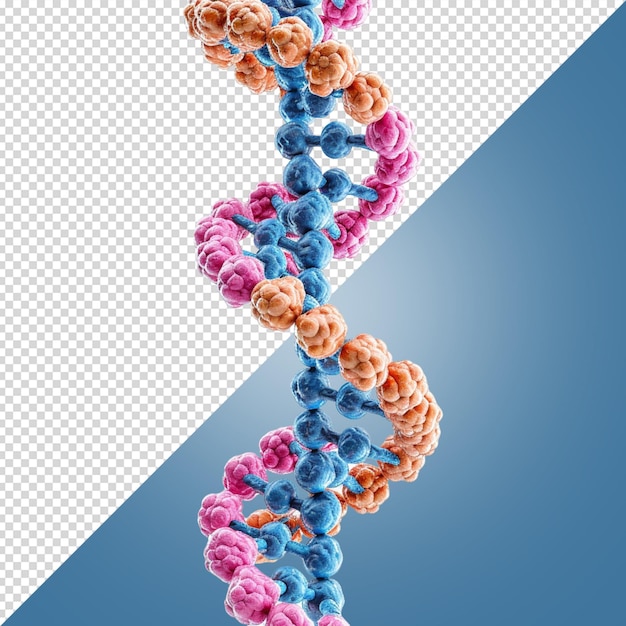 Dna 구조 개념