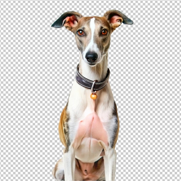 a dog is standing up with a man in the background