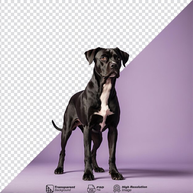 PSD dog isolated on transparent background