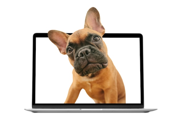 a dog on the png backgrounds