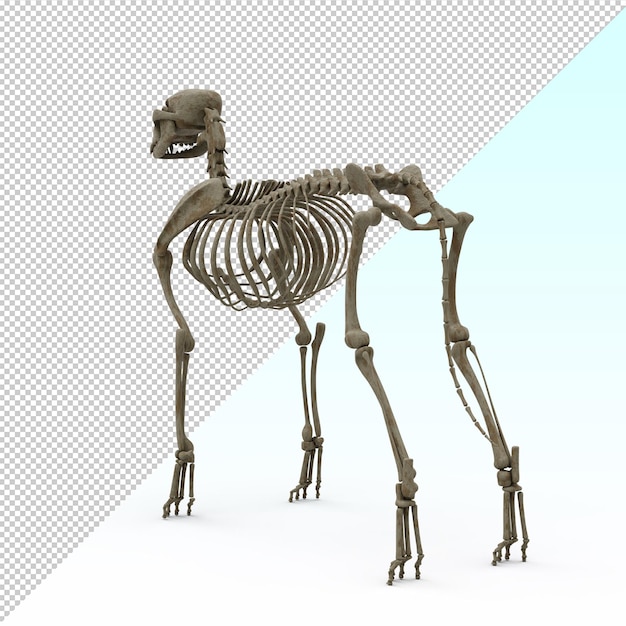 PSD dog skeleton