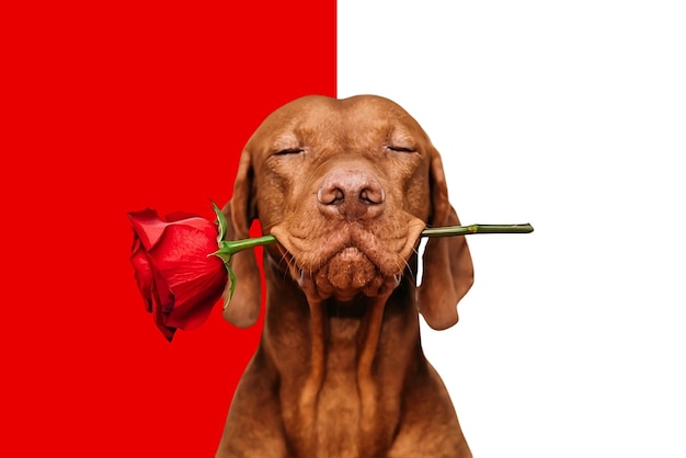 Dog of valentine with red flower in mouth