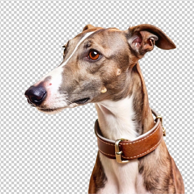 茶色い犬と書かれた襟をかぶった犬