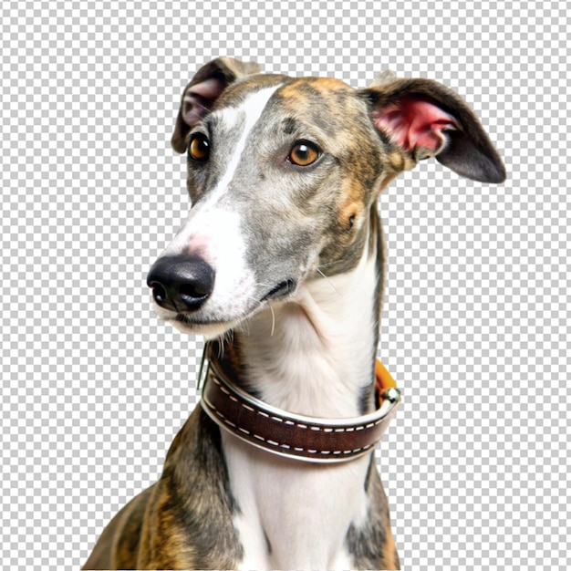 犬の名前と書かれた襟をかぶった犬