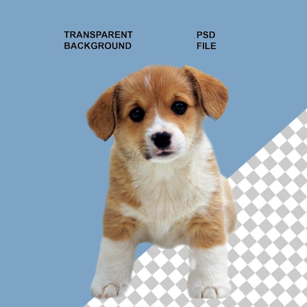 dogs and puppies png on transparent isolated background