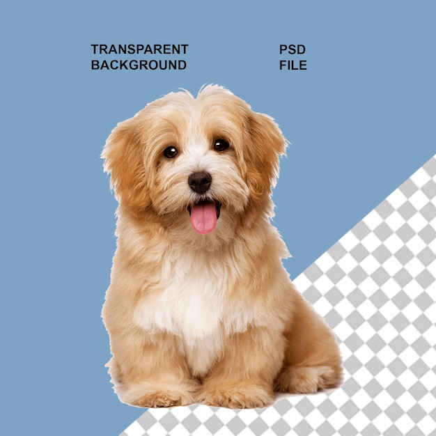 dogs and puppies png on transparent isolated background
