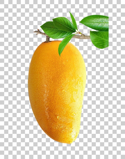 Dojrzałe żółte mango