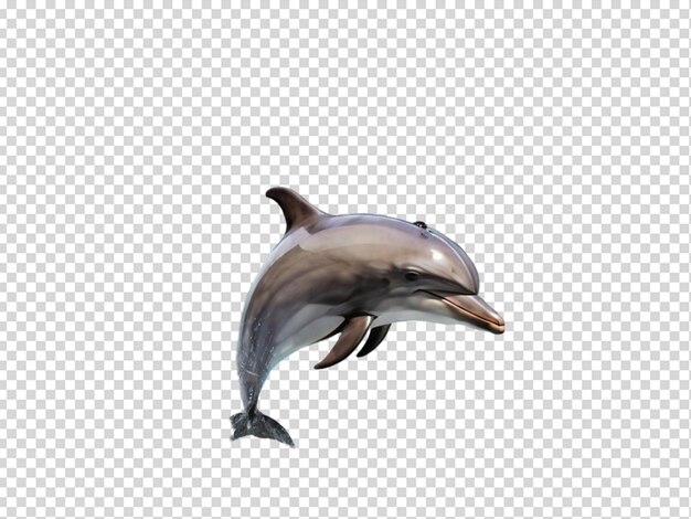 PSD dolphin png