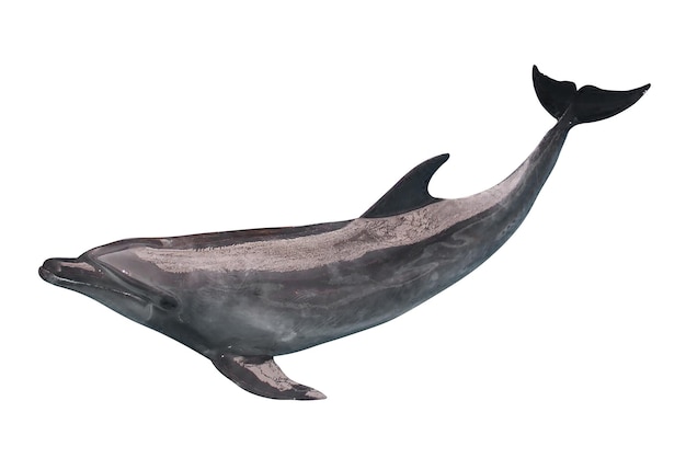 dolphin swimming in the ocean isolated on white background