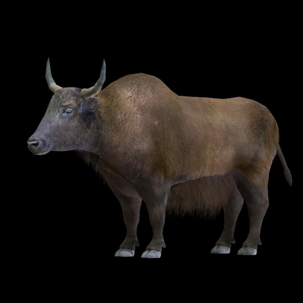 PSD domestic yak animals idle right pose