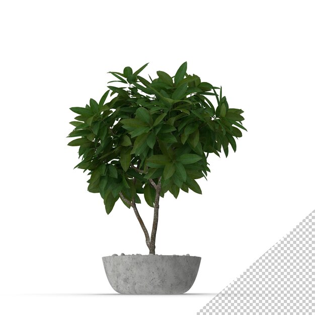 Doniczka Plumeria PNG