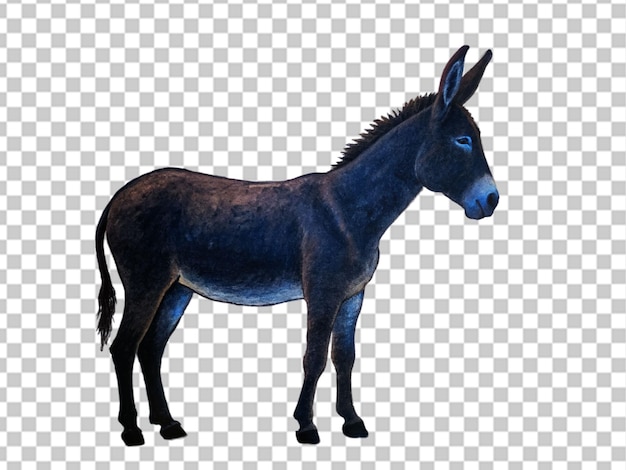 PSD donkey cute hand drawn sketch illustration domestic animals