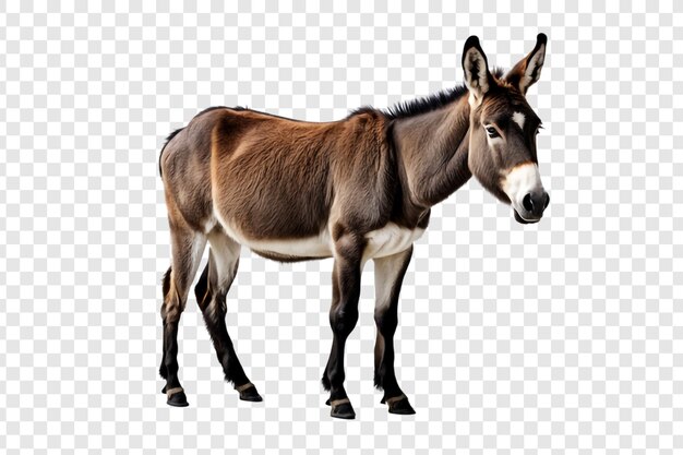 PSD donkey png isolated on transparent background