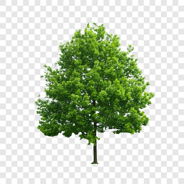 Doorzichtige boom
