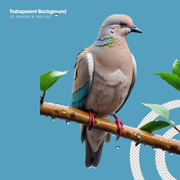 A dove is perched on a tree branch transparent background