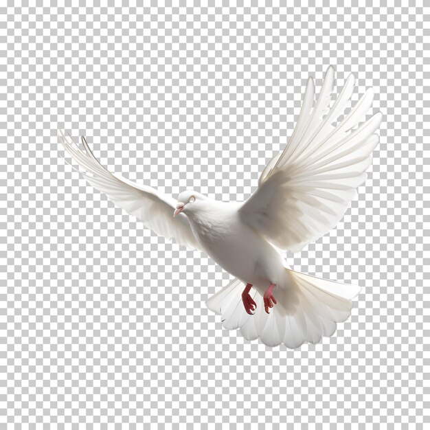 Dove isolated on transparent background