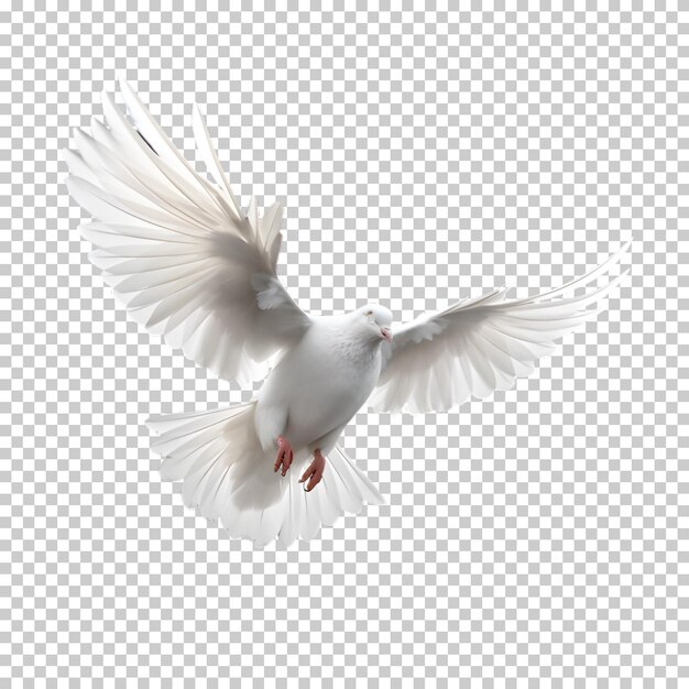 PSD dove isolated on transparent background