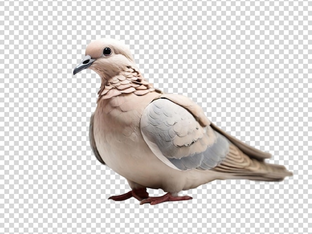 PSD dove on transparent background