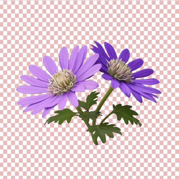 PSD download gratis cineraria bloem png geïsoleerd op transparante achtergrond