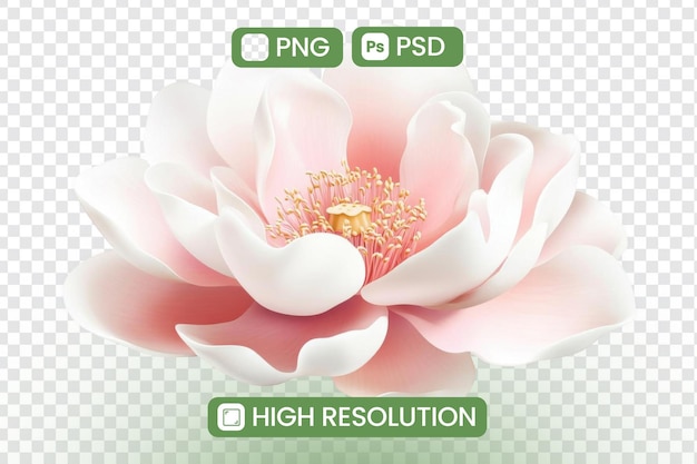 下載高分辨率粉紅花 PNG 和 PSD 檔案,用於設計項目,以詳細的花<unk>和花茎為特色,適合數碼藝術和平面設計,啟發美麗和自然主題