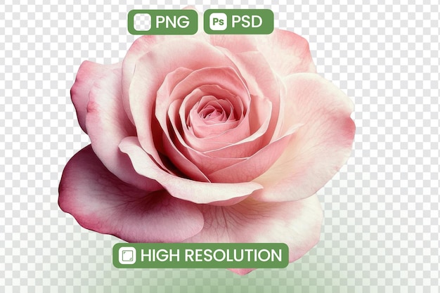 Скачать изображение розовой розы высокого разрешения PNG форматы PSD доступны для дизайнерских проектов Ботанические иллюстрации и художественные приложения Удивительные визуальные эффекты для творческой работы