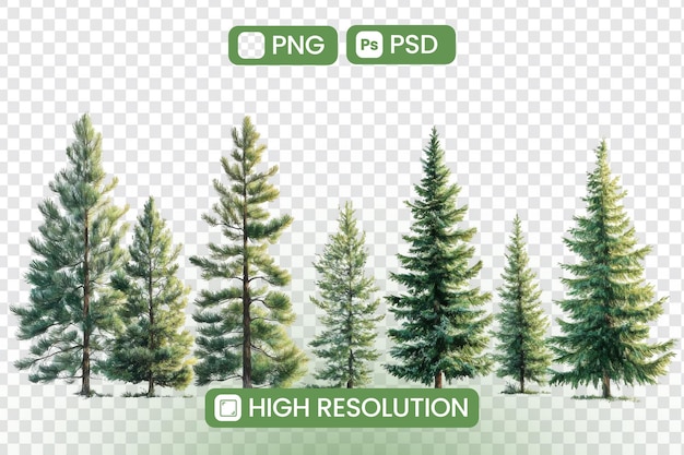 고해상도 PNG 및 PSD 상록 나무 6 개의 수채 코니퍼 일러스트레이션 자연 프로젝트 및 디자인에 완벽한 이제 완벽한 통합을 위해 다양한 크기로 사용할 수 있습니다.