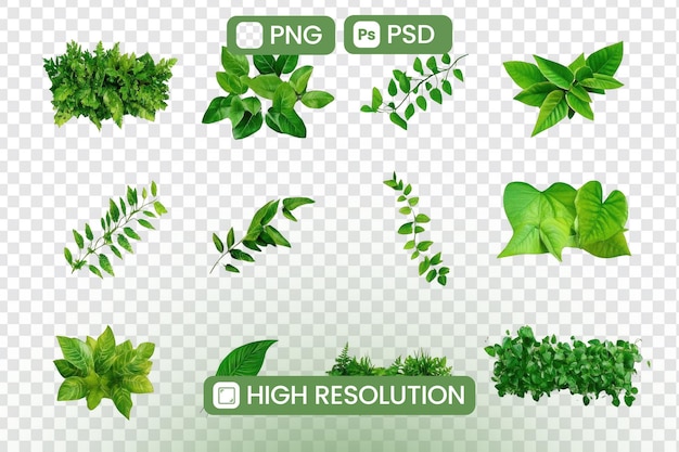 Download HighResolution PNG PSD Green Leaves Lush Foliage Branches and Vines for Design Projects Ideal for Adding Natural Elements to Your Creative Work Enhancing Visual Appeal with Vibrant Greenery