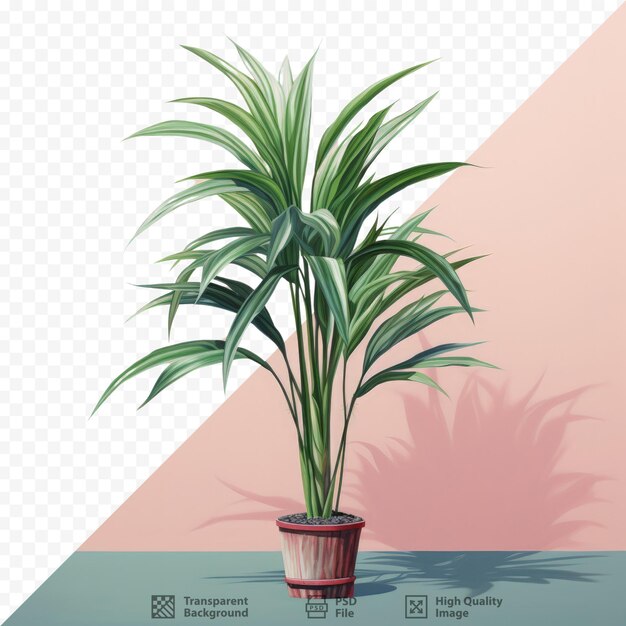 PSD dracaena loureiri gagnep su sfondo trasparente