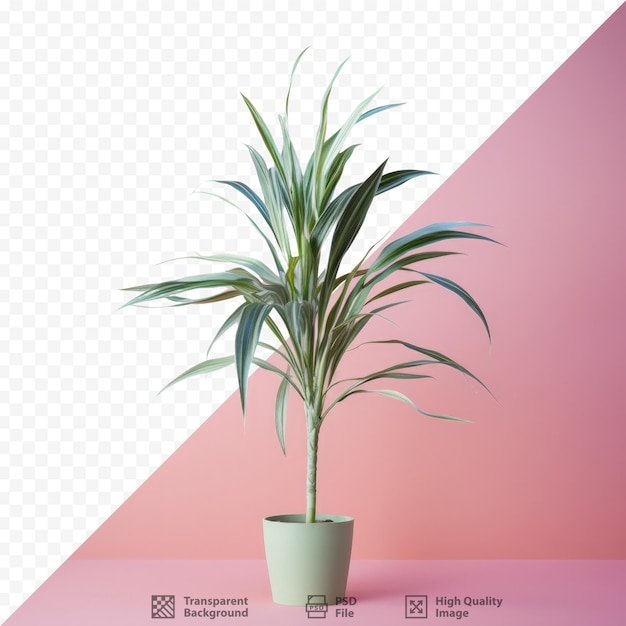 PSD dracaena loureiri gagnep on transparent background