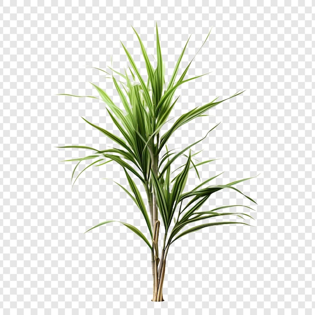 PSD dracaena marginata flower png isolated on transparent background