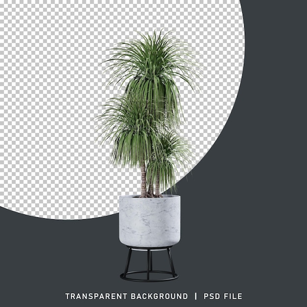 PSD dracaena albero 3d rendering impianto trasparente sfondo isolato