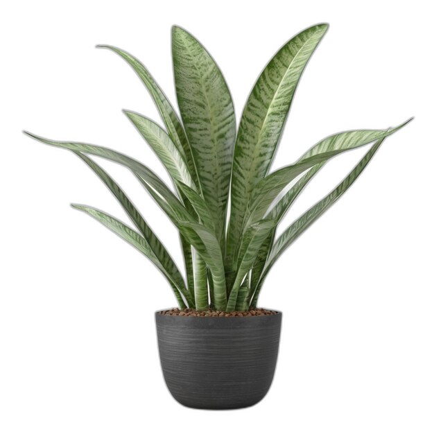 PSD 드라케나 트리파시아타 (dracaena trifasciata) 는 색 바탕에 서식하는 식물이다.