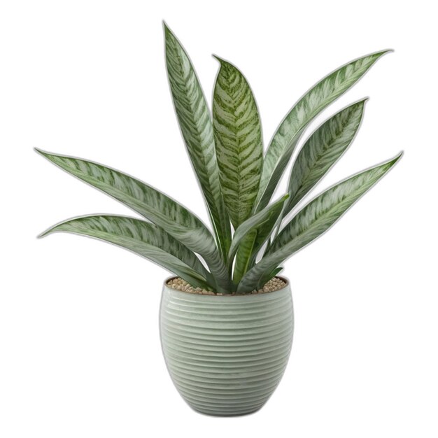 PSD dracaena trifasciata plant psd on a white background