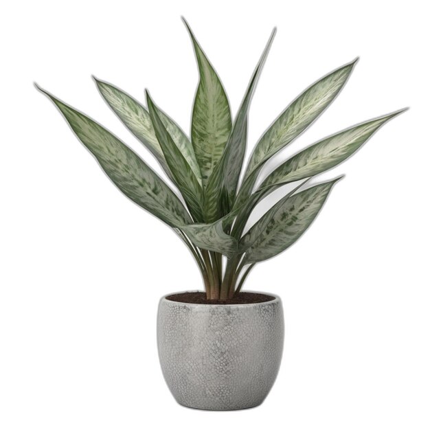 PSD dracaena trifasciata plant psd on a white background