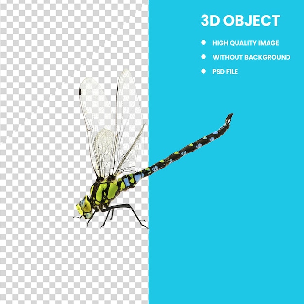 PSD dragon fly