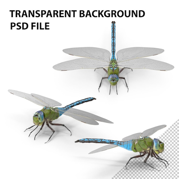 Dragonfly-bont PNG