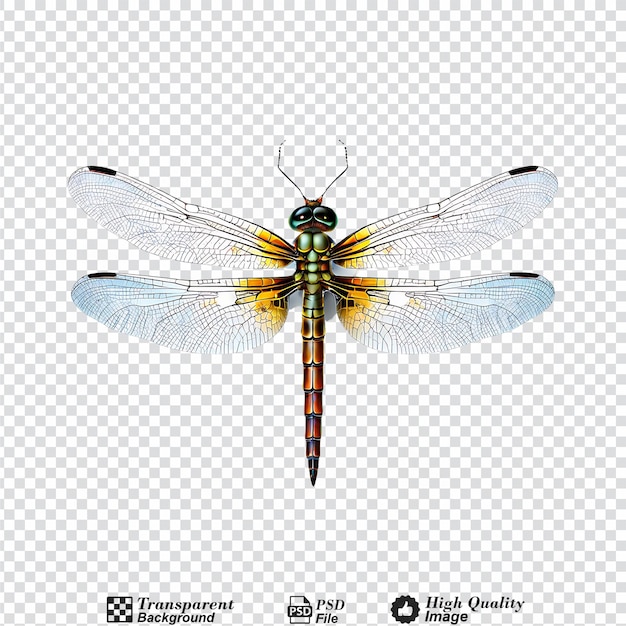 PSD dragonfly isolated on transparent background