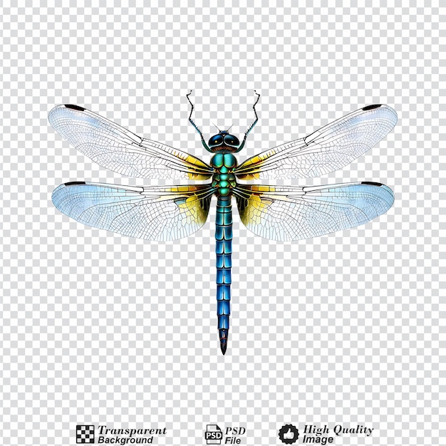 PSD dragonfly isolated on transparent background