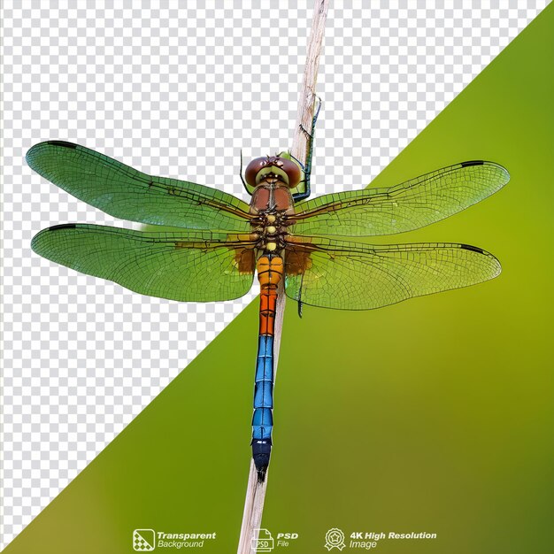 Dragonfly perched on natural branches isolated