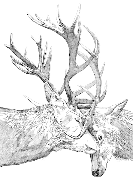 PSD a drawing of a deer and a deer with a white background