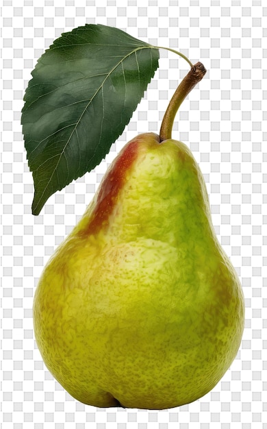 PSD a drawing of a pear with a leaf on it