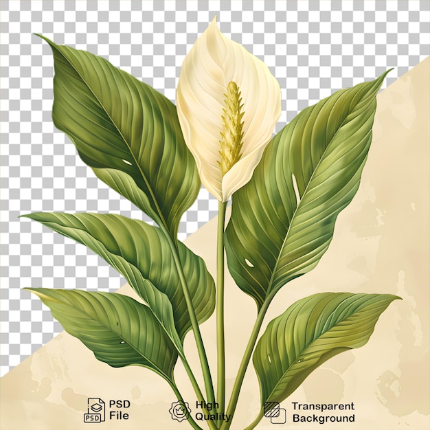 PSD a drawing of a plant on transparent background