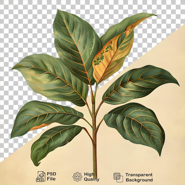 A drawing of a plant on transparent background