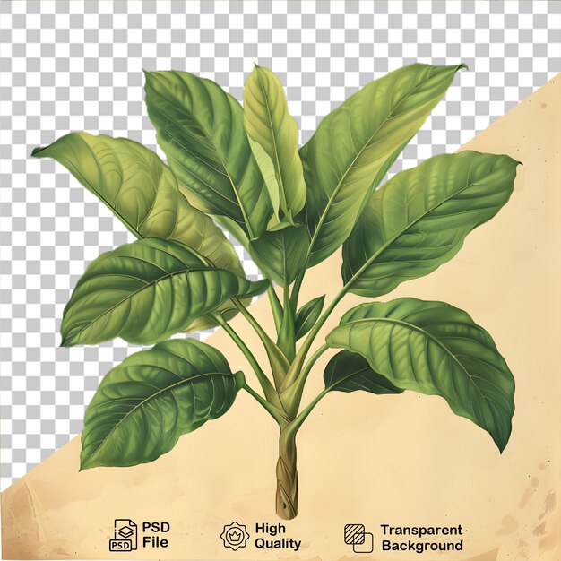 PSD a drawing of a plant on transparent background