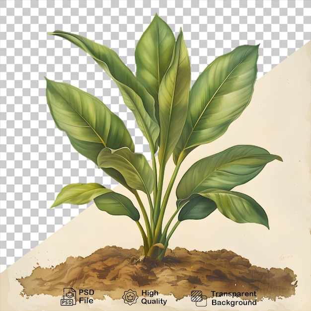 PSD un disegno di una pianta su uno sfondo trasparente