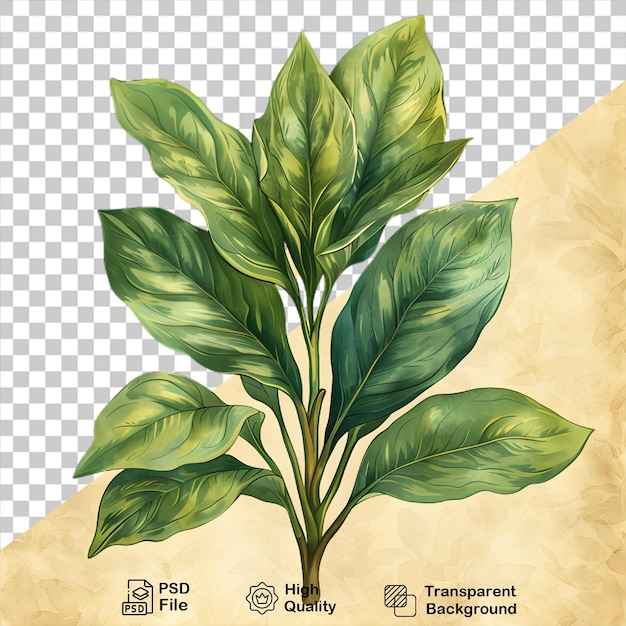 PSD a drawing of a plant on transparent background
