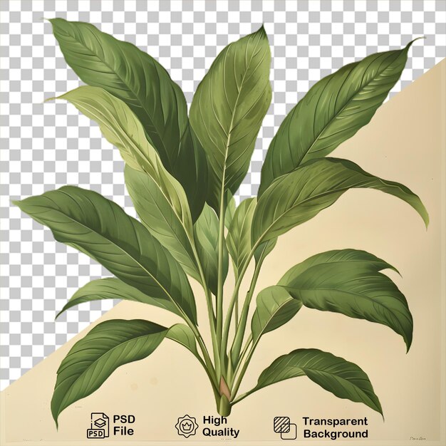 PSD a drawing of a plant on transparent background